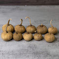 Dried mini pumpkin gourds in a count of 10 at Meadowbrooke Gourds. 