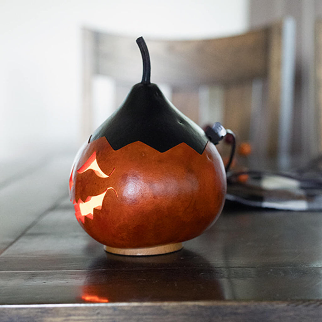 Colby Jack-O-Lantern Gourd Side View at Meadowbrooke Gourds. 