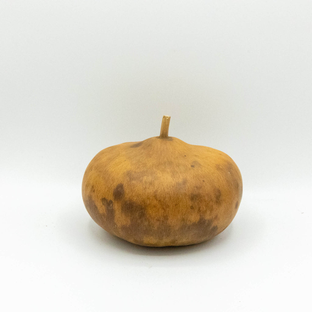 Dried Canteen Gourd - 6" in Diameter