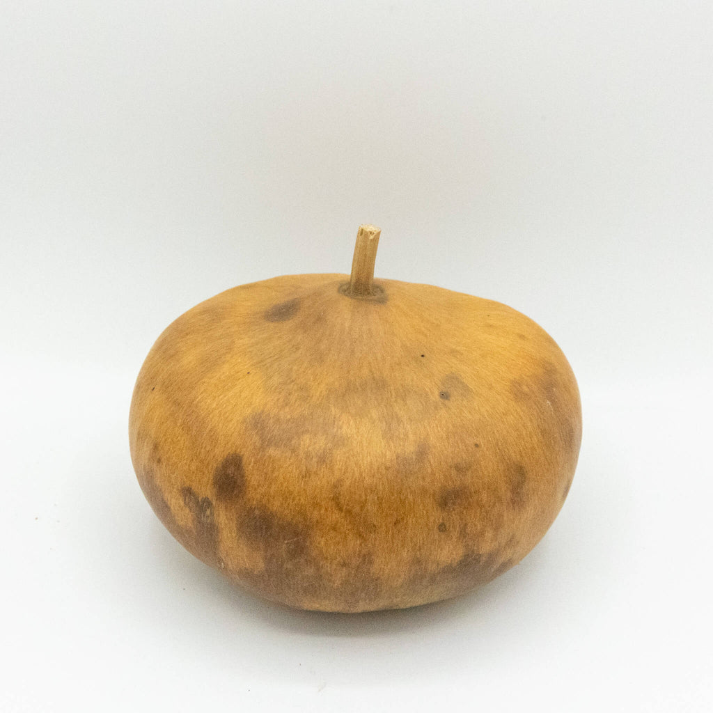 Dried Canteen Gourd - 6" in Diameter