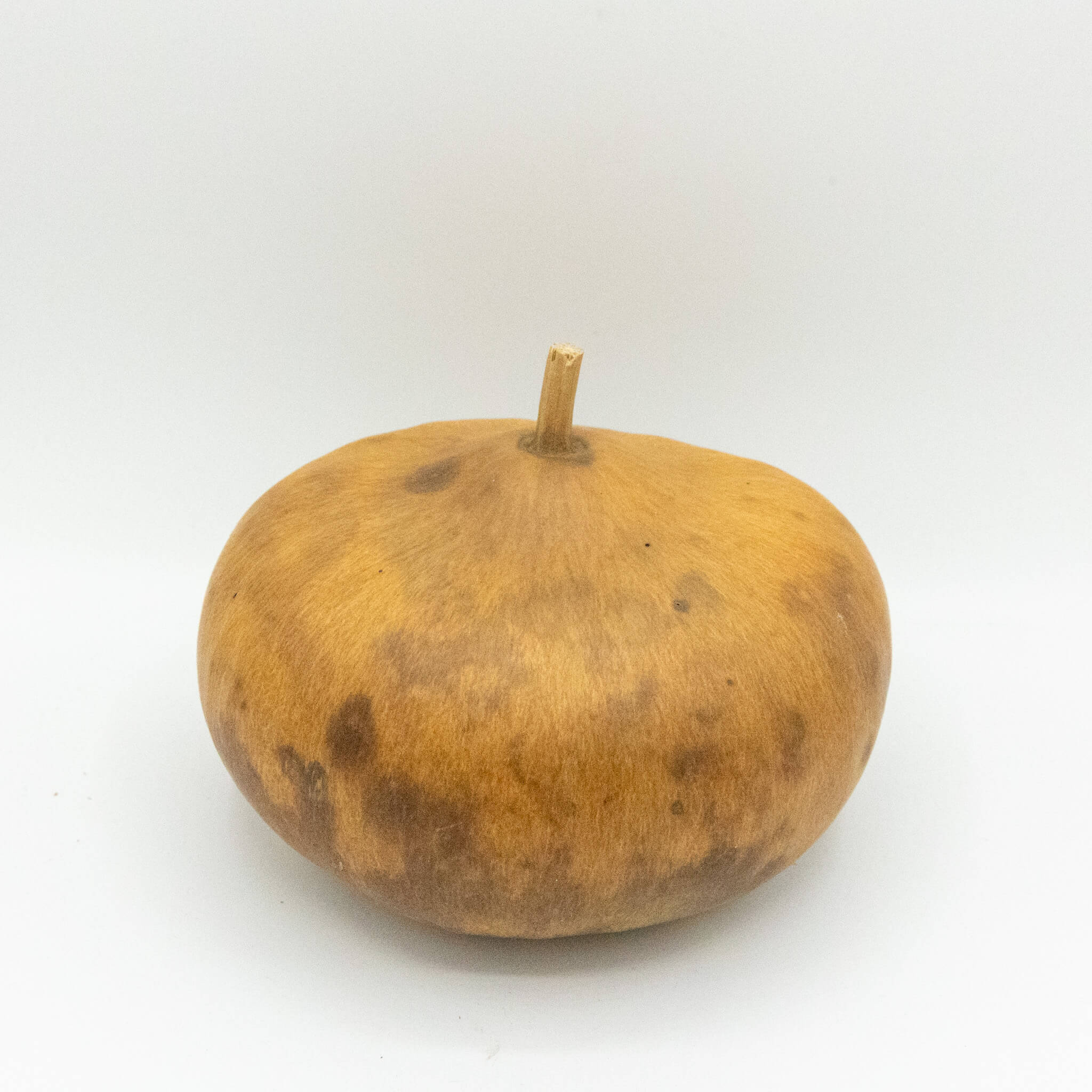 Dried Canteen Gourd - 6" in Diameter