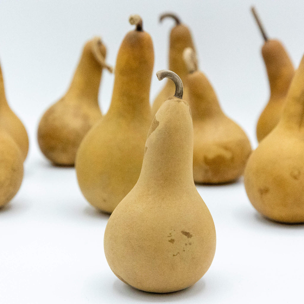 Dried Dipper Gourd - 2" in Diameter