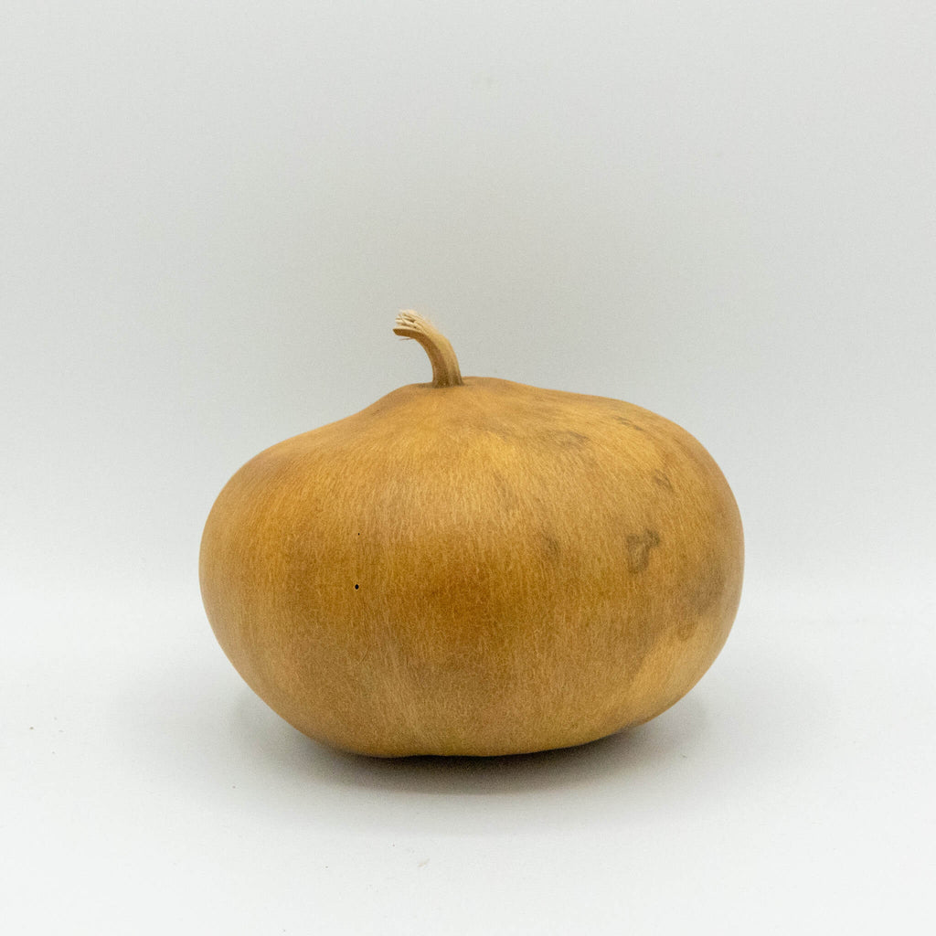 Dried Canteen Gourd - 6" in Diameter