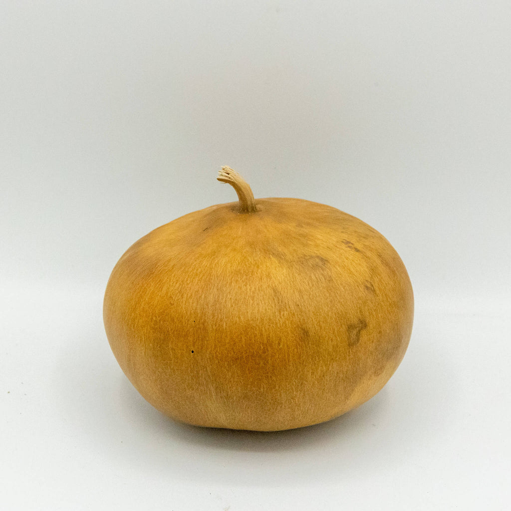 Dried Canteen Gourd - 6" in Diameter