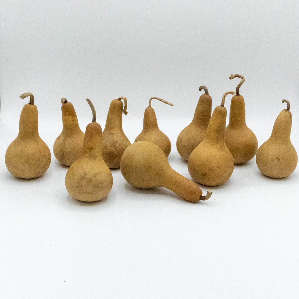 Dried Dipper Gourd - 2" in Diameter