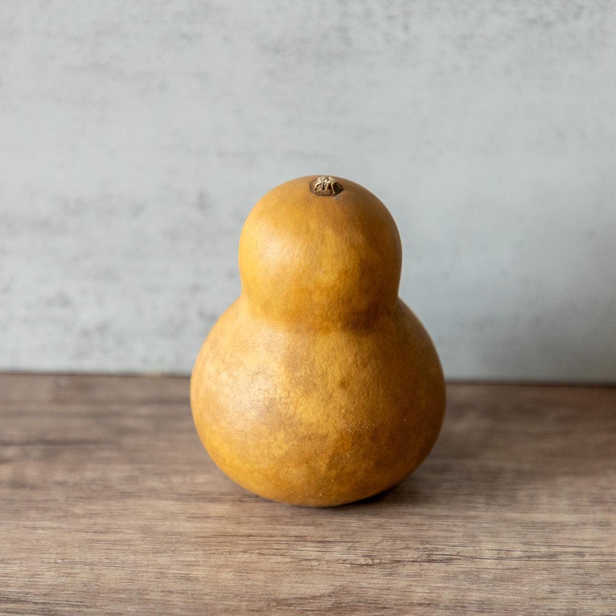 Dried Bottle Gourd Not Stemmed - 2.5" in Diameter