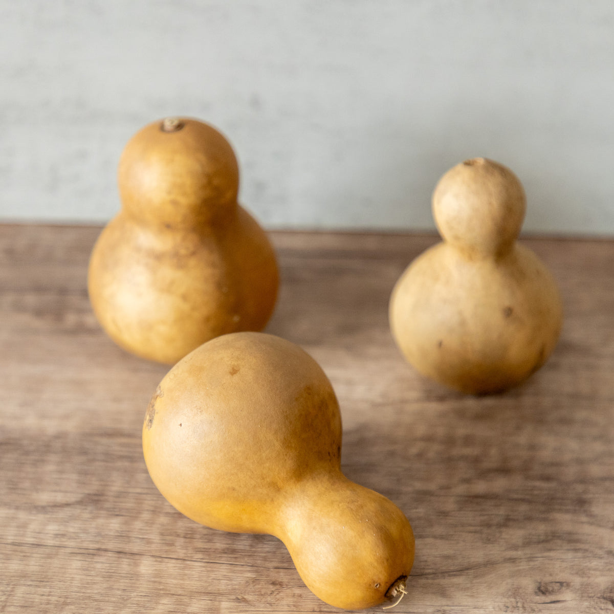 Dried Bottle Gourd Not Stemmed - 2.5" in Diameter