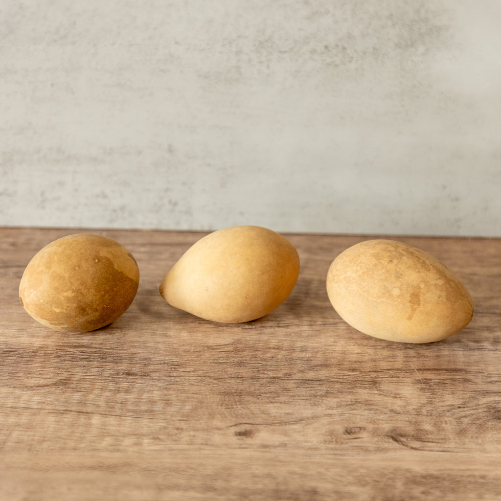 Dried XLG Egg Gourd - 2" in Diameter