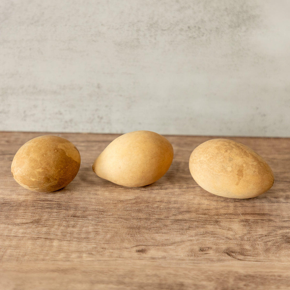 Dried XLG Egg Gourd - 2" in Diameter