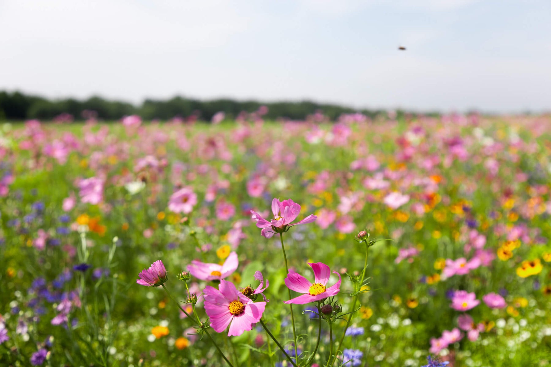 Wildflower field