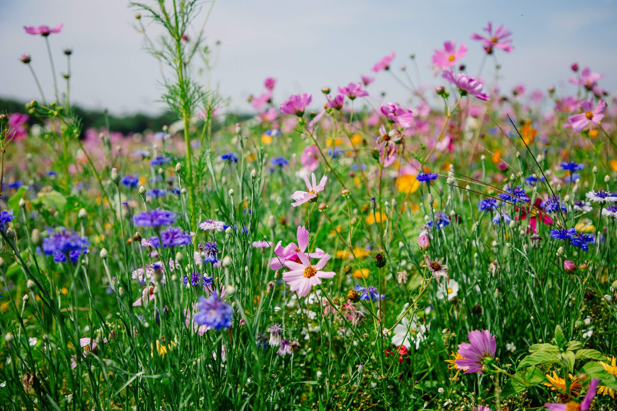 Wildflower field
