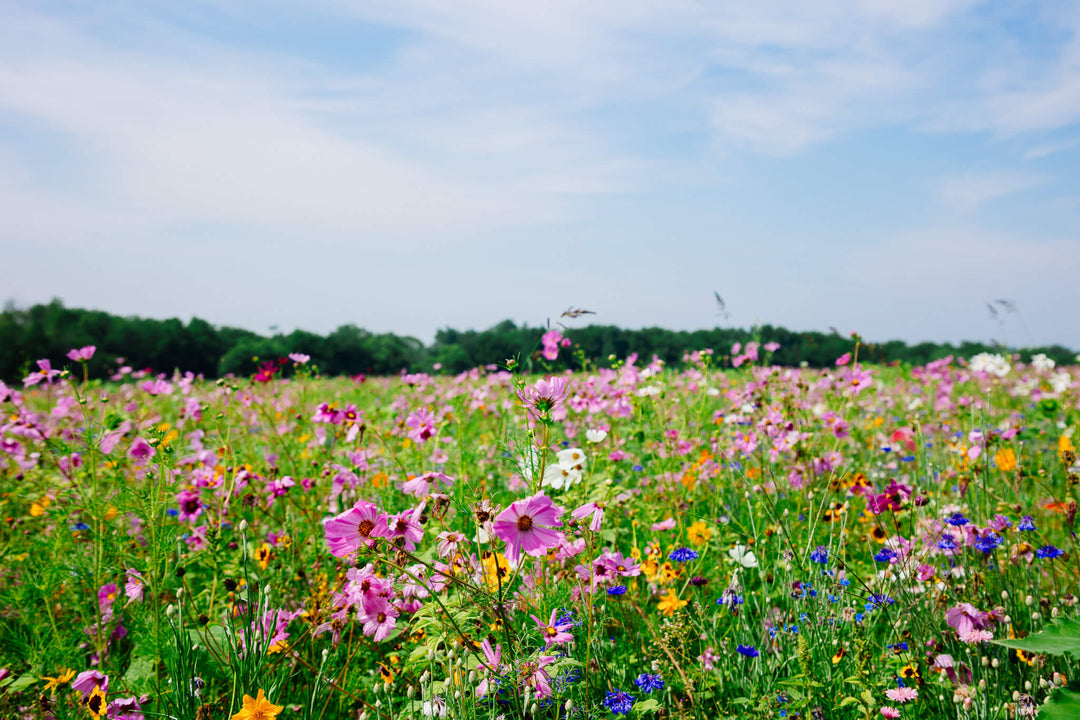 Wildflower field
