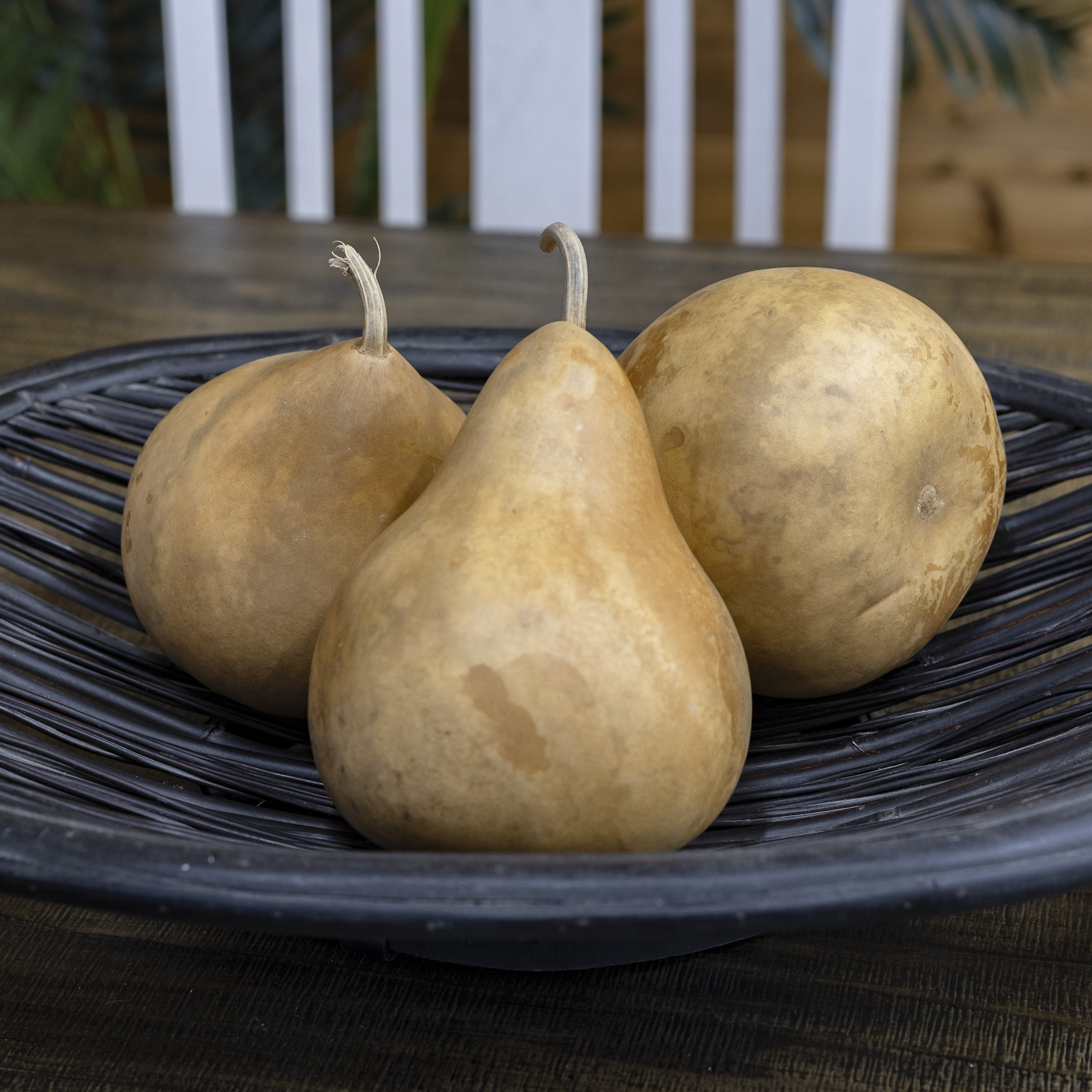 Dried Martin Gourd - 5" in Diameter