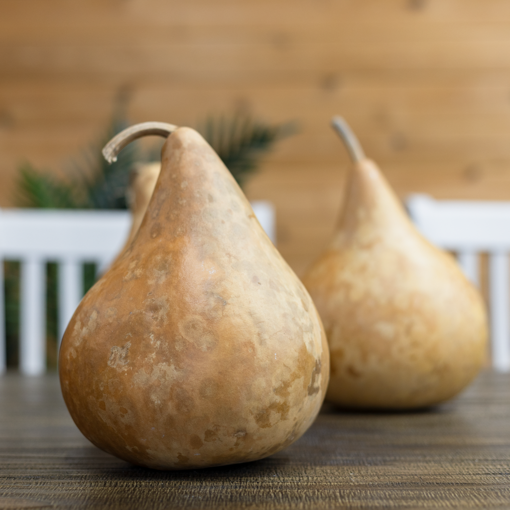 Dried Martin Gourd - 5" in Diameter