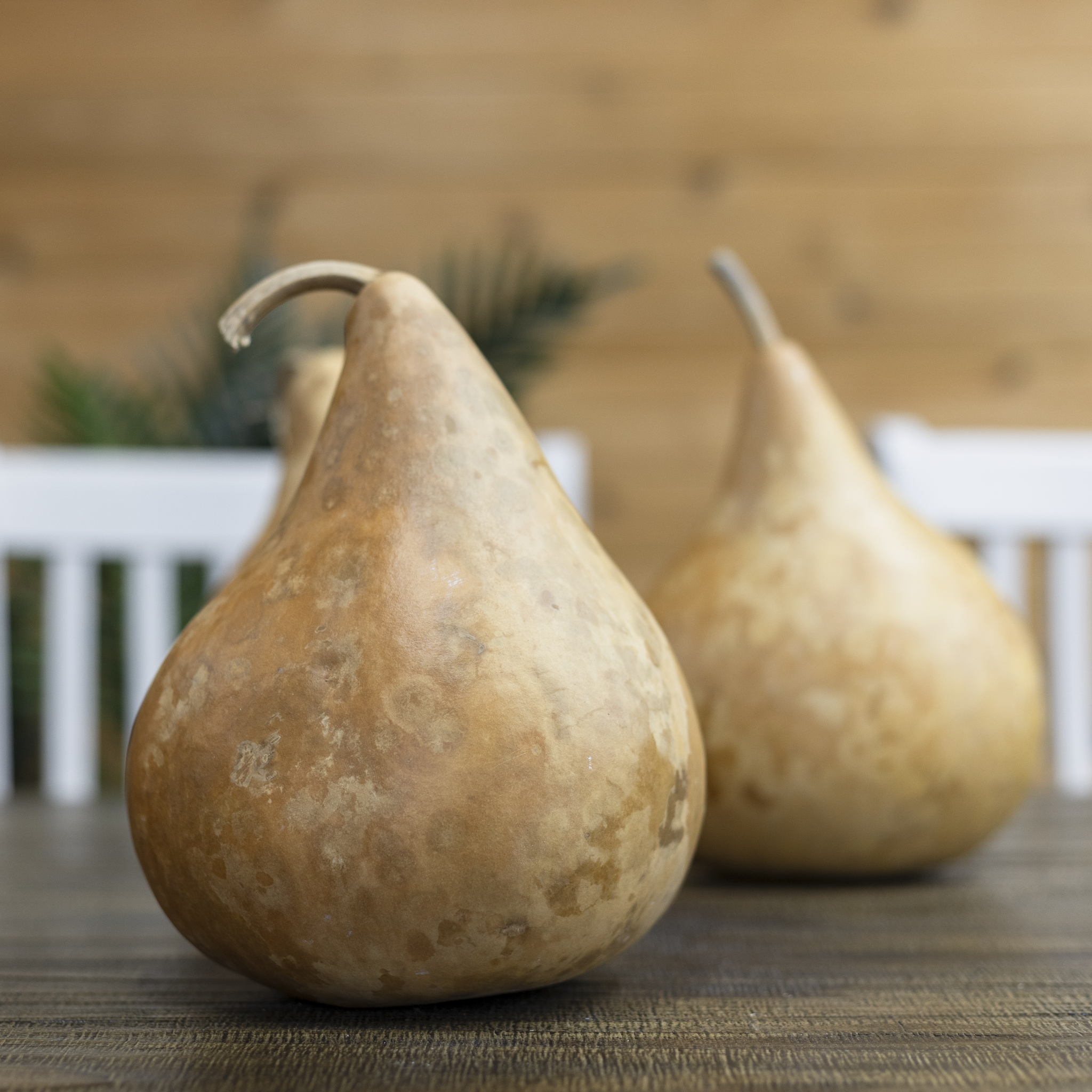 Dried Martin Gourd - 5" in Diameter