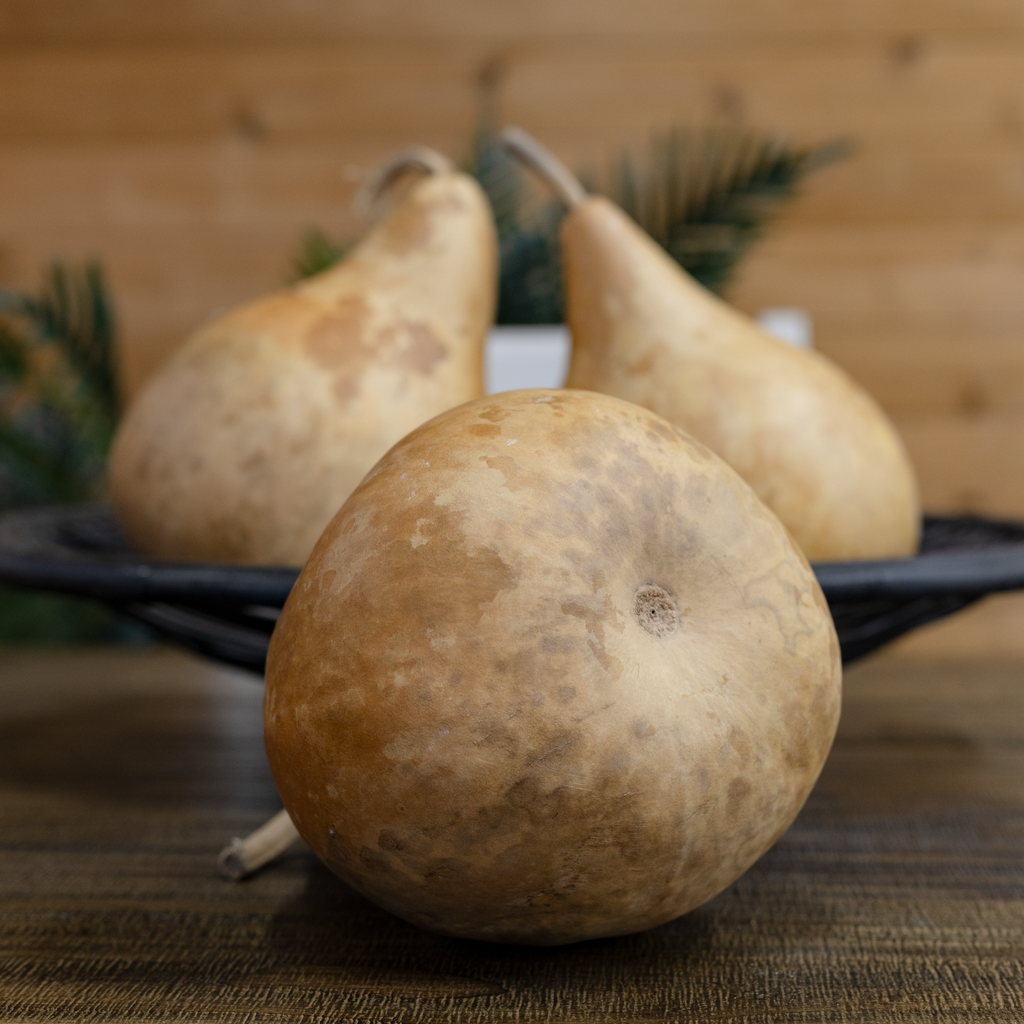 Dried Martin Gourd - 5" in Diameter