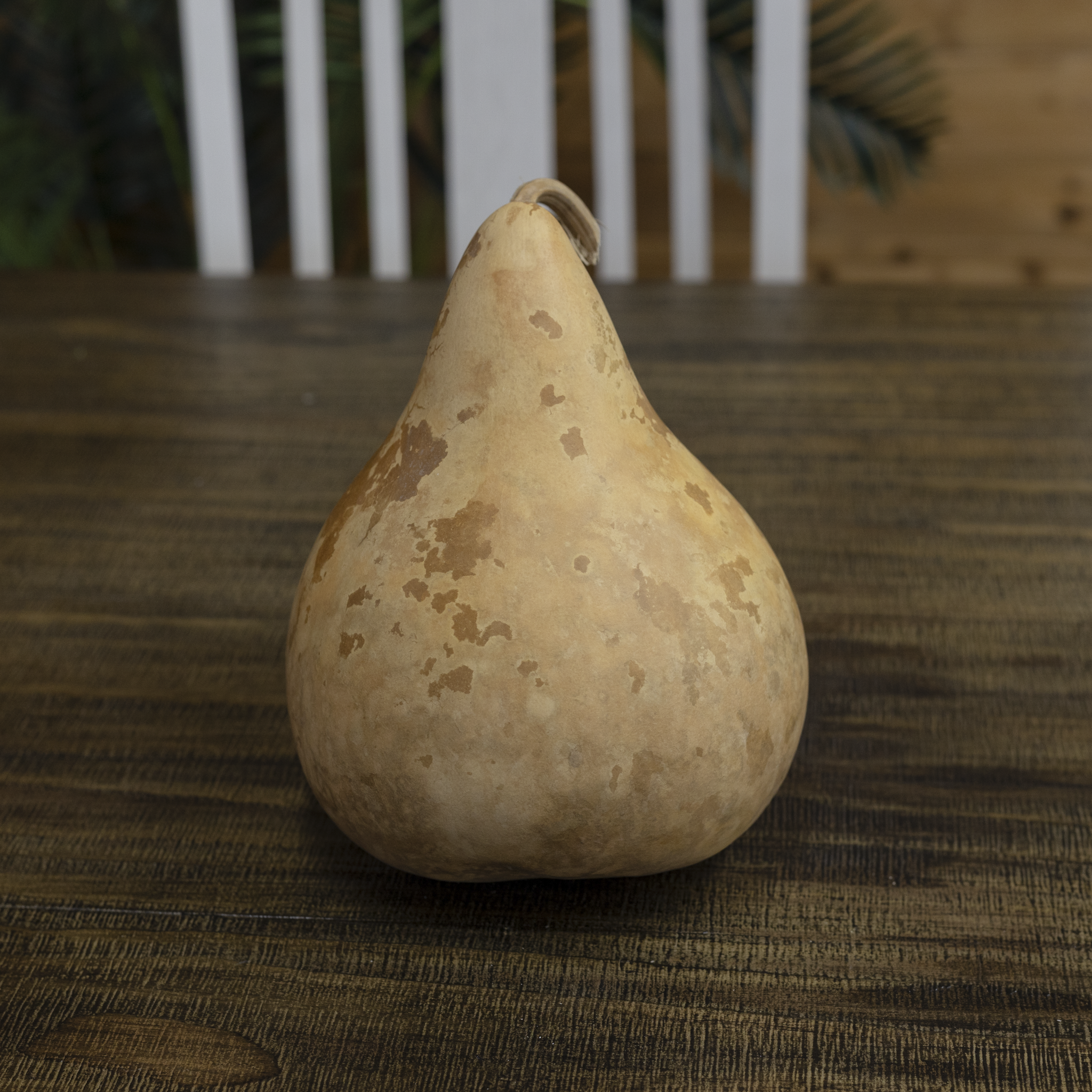 Dried Martin Gourd - 5" in Diameter
