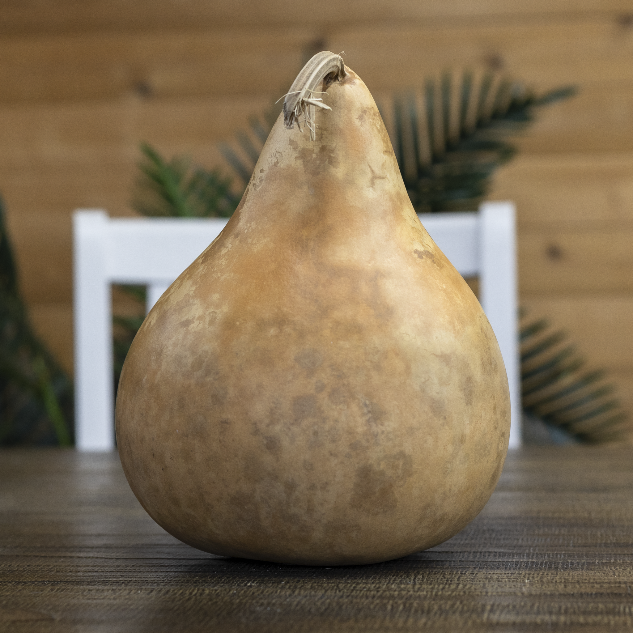 Dried Martin Gourd - 5" in Diameter