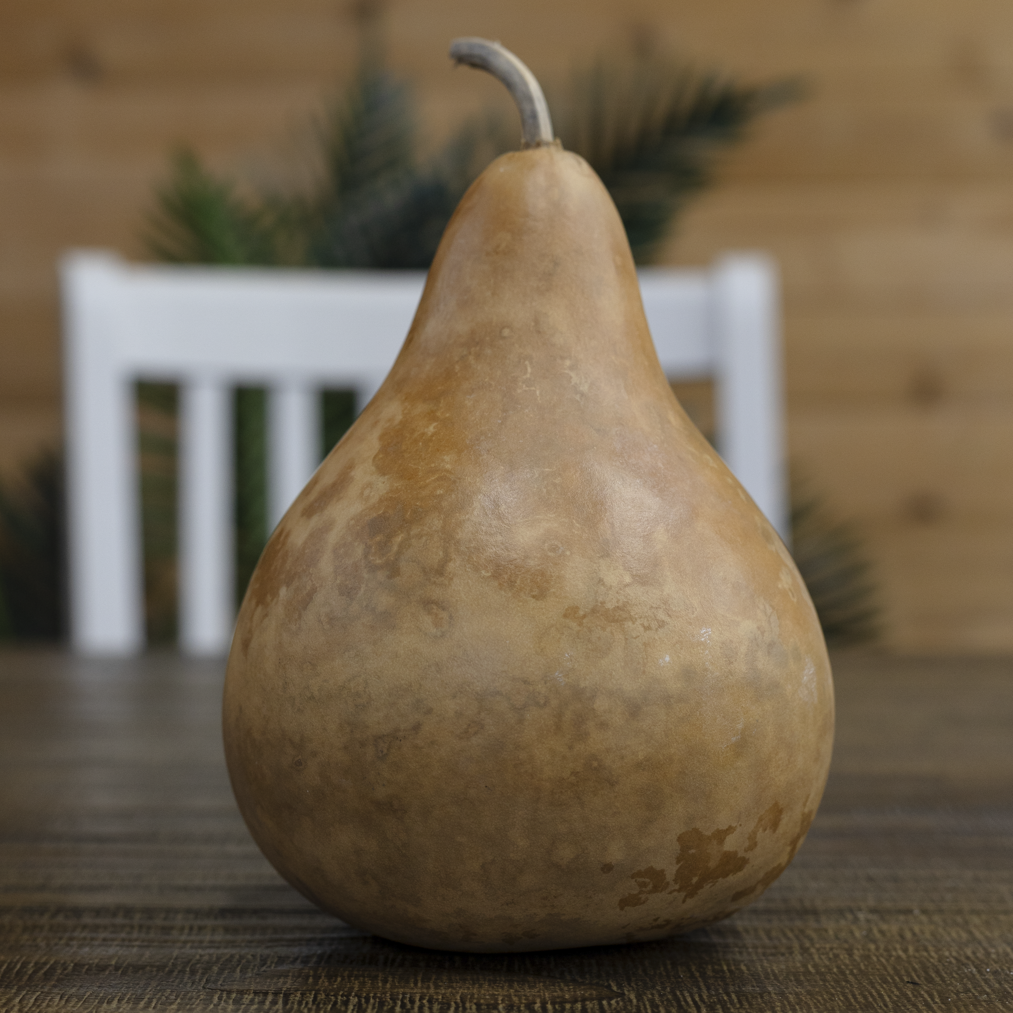 Dried Martin Gourd - 7" in Diameter