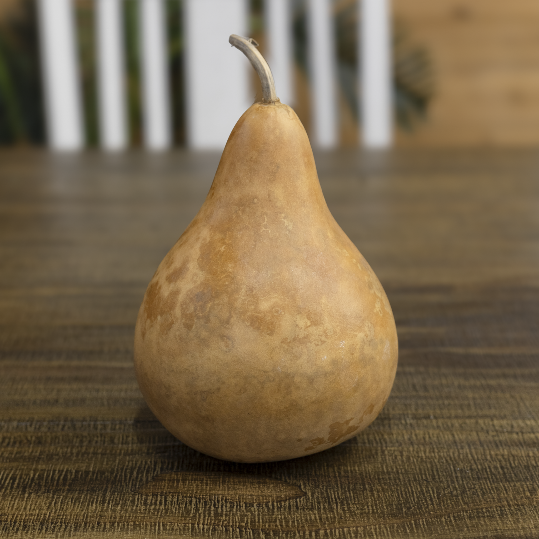 Dried Martin Gourd - 7" in Diameter