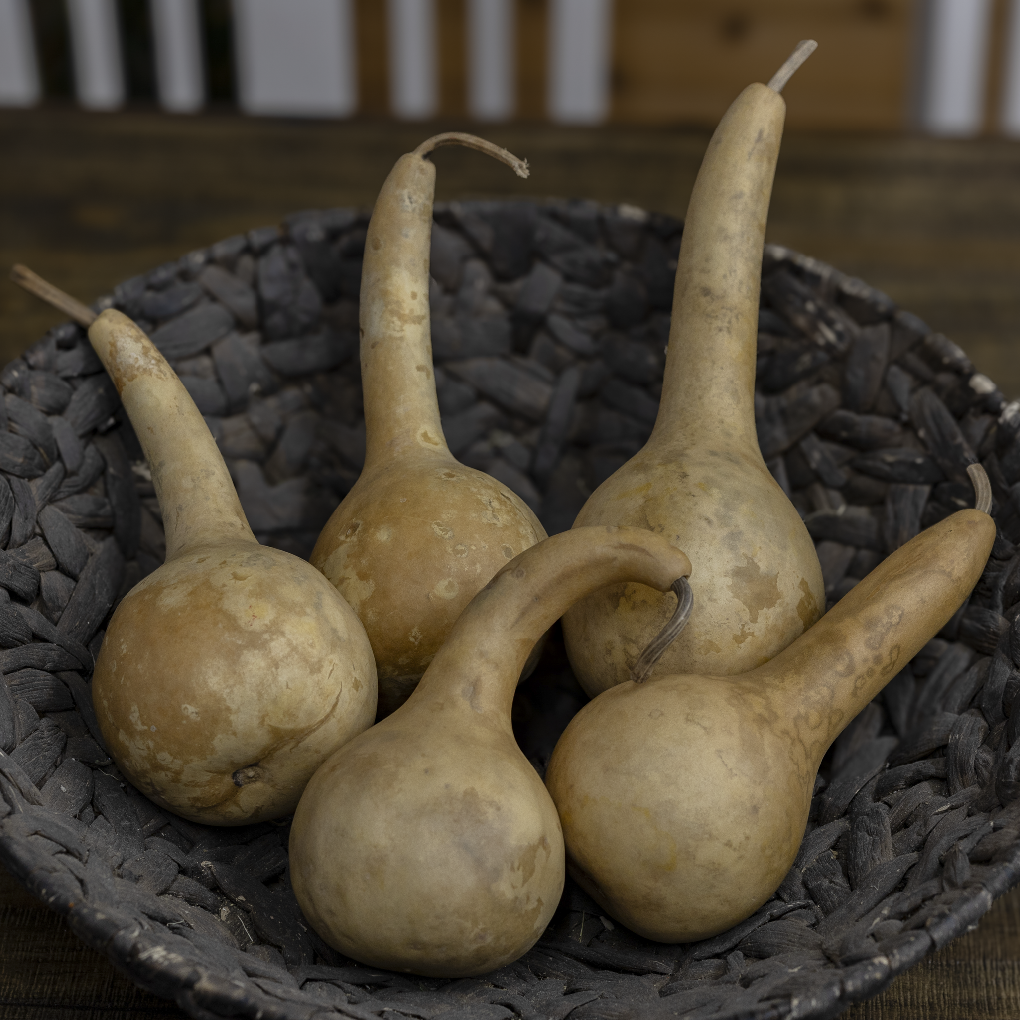 Dried Dipper Gourd - 3.5" in Diameter