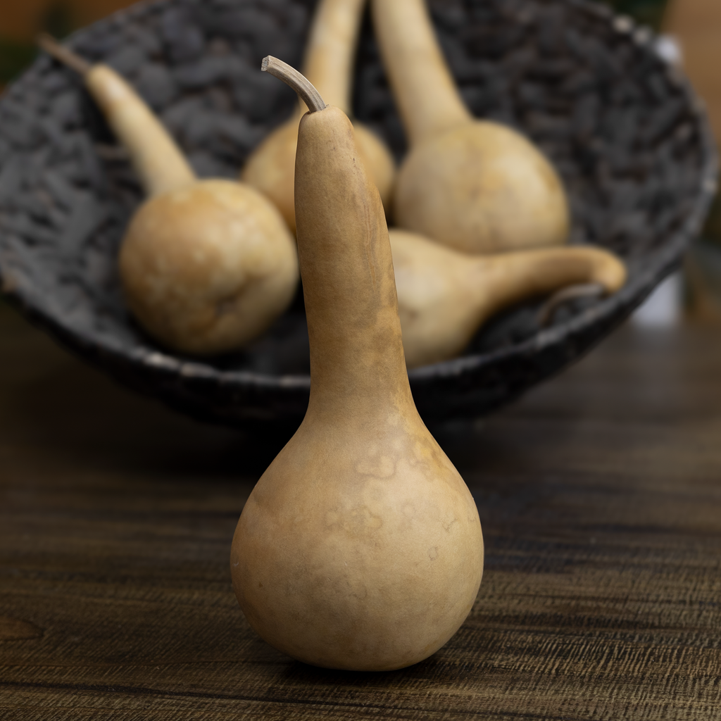 Dried Dipper Gourd - 3.5" in Diameter