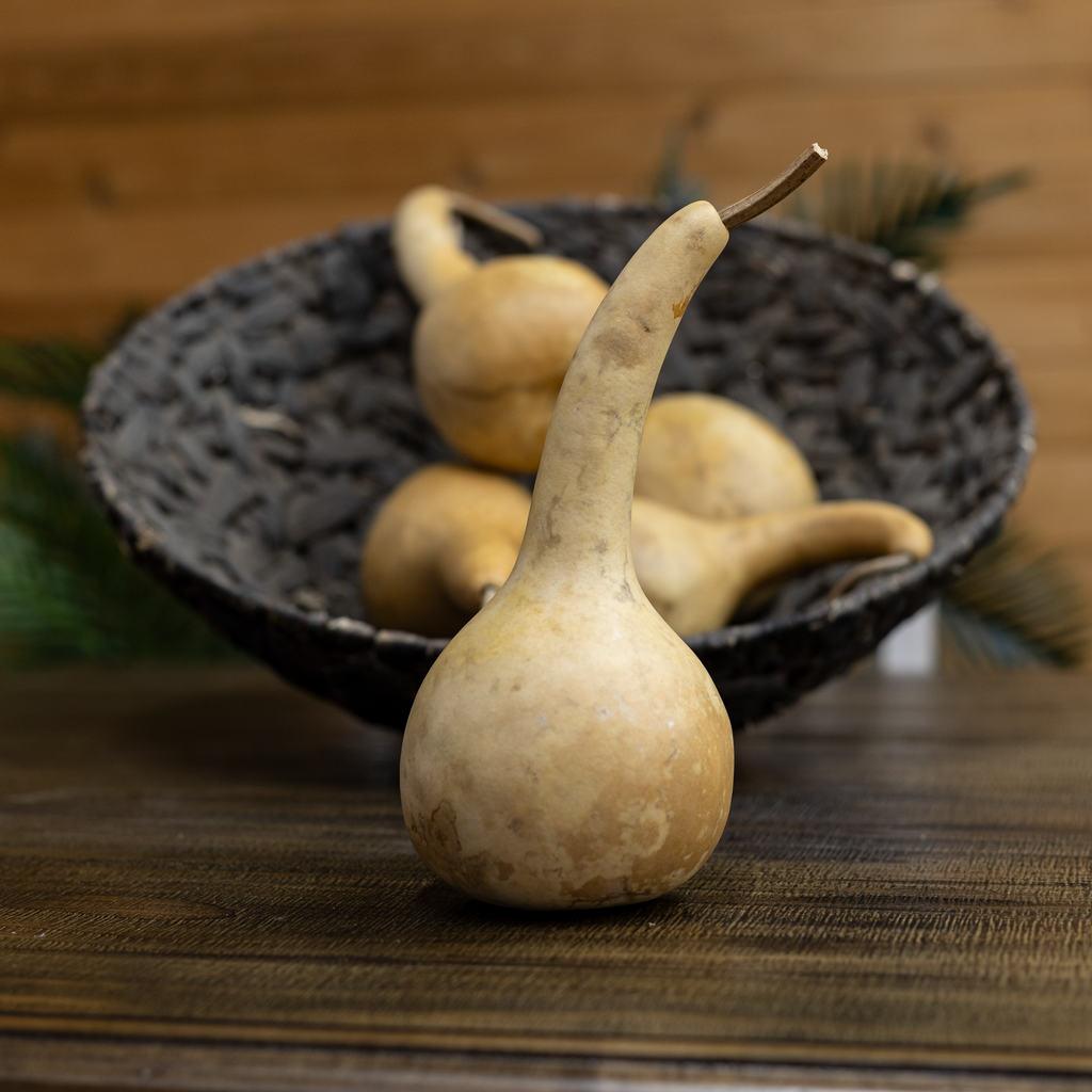 Dried Dipper Gourd - 3.5" in Diameter