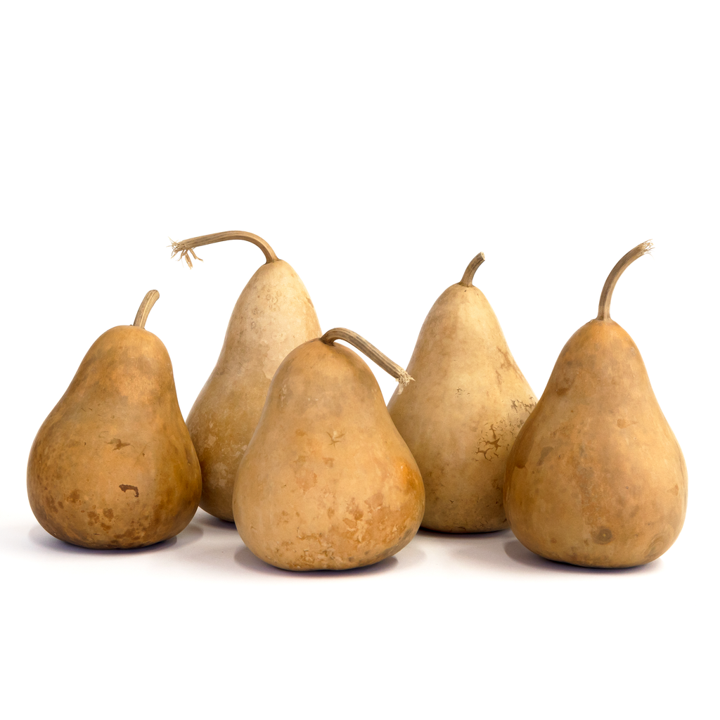 Dried Martin Gourd - 4" in Diameter