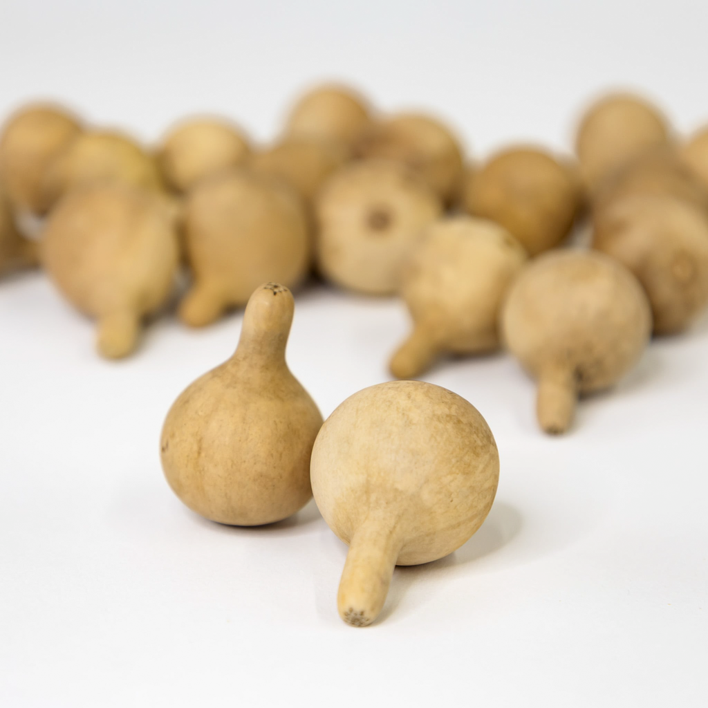 Dried Spinner Gourd - Large