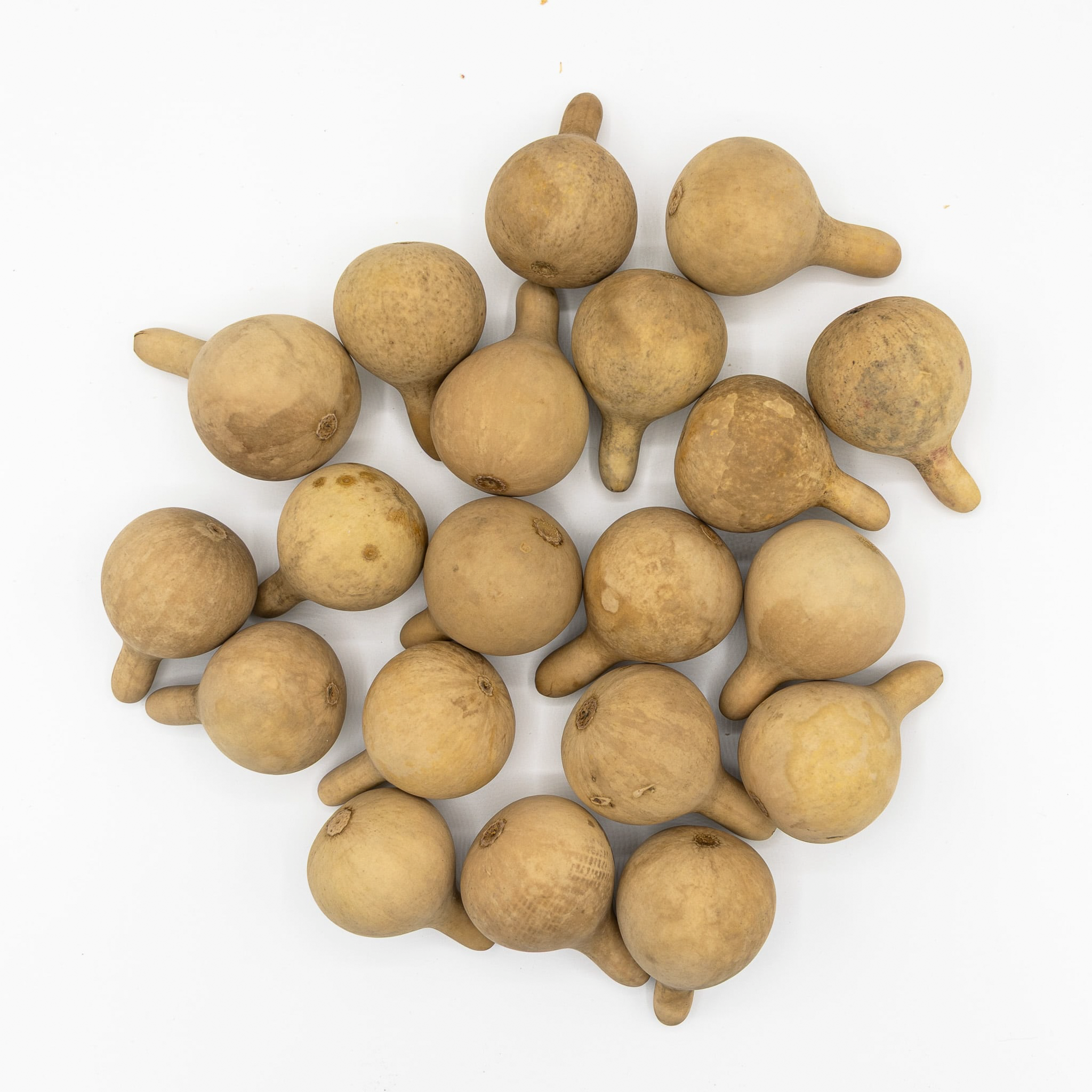 Dried Spinner Gourd - Large