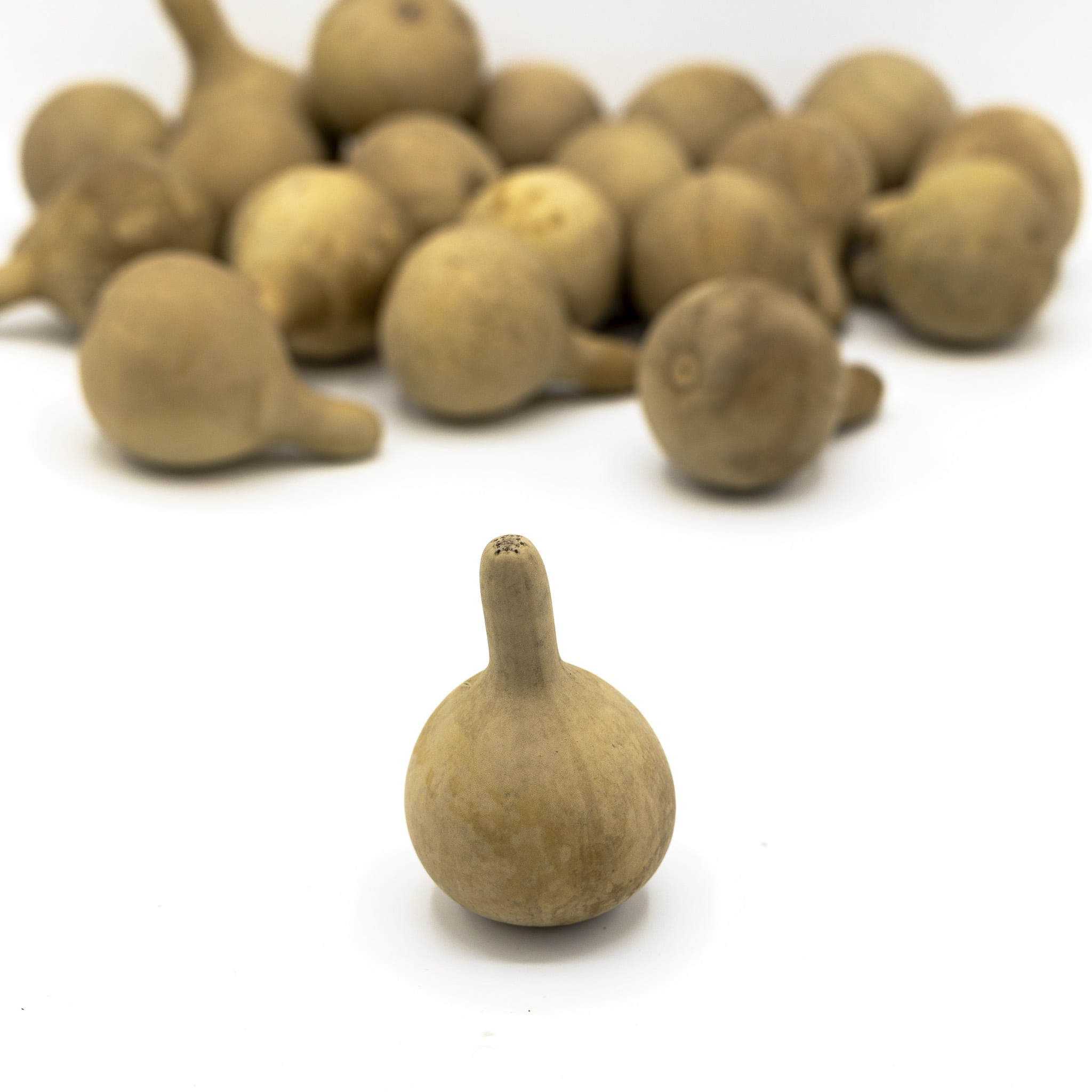 Dried Spinner Gourd - Large