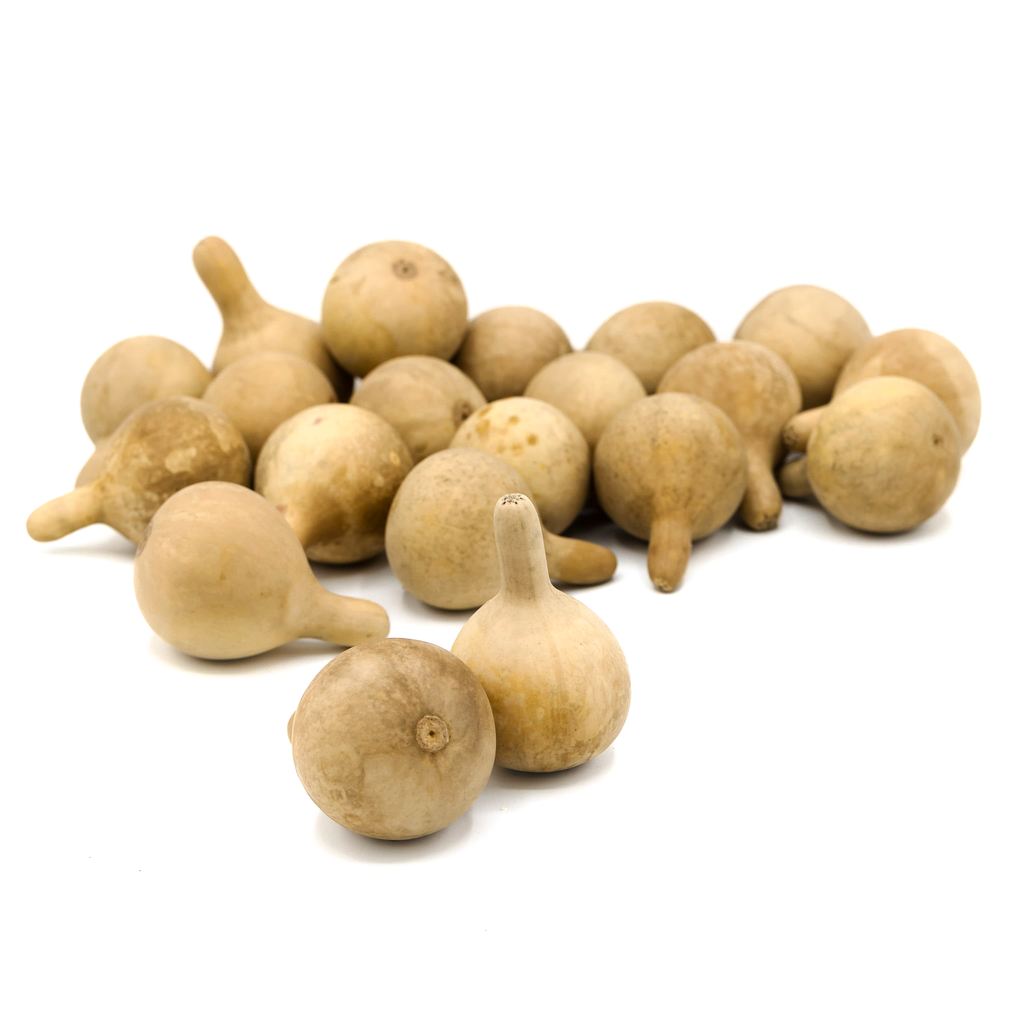 Dried Spinner Gourd - Large