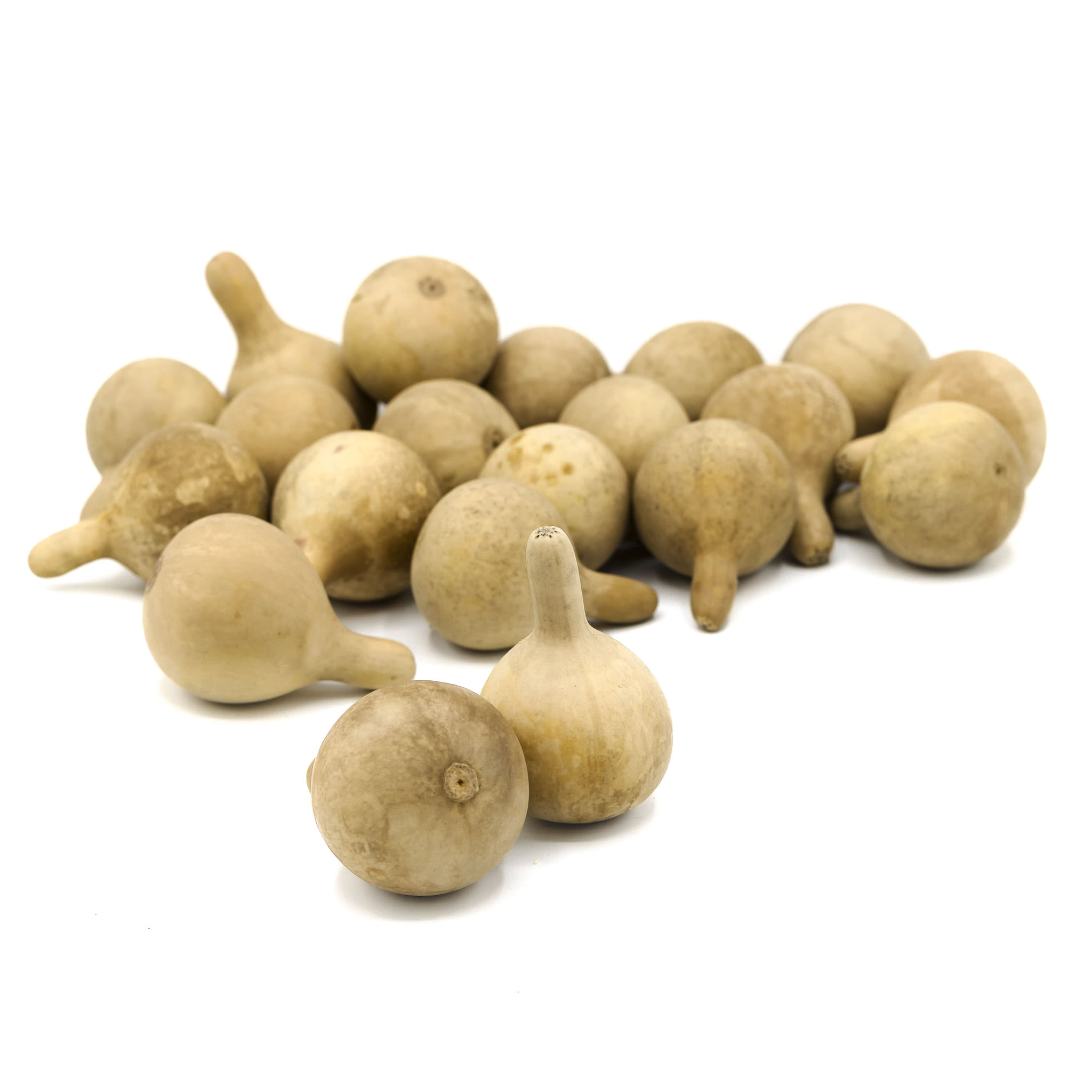 Dried Spinner Gourd - Large