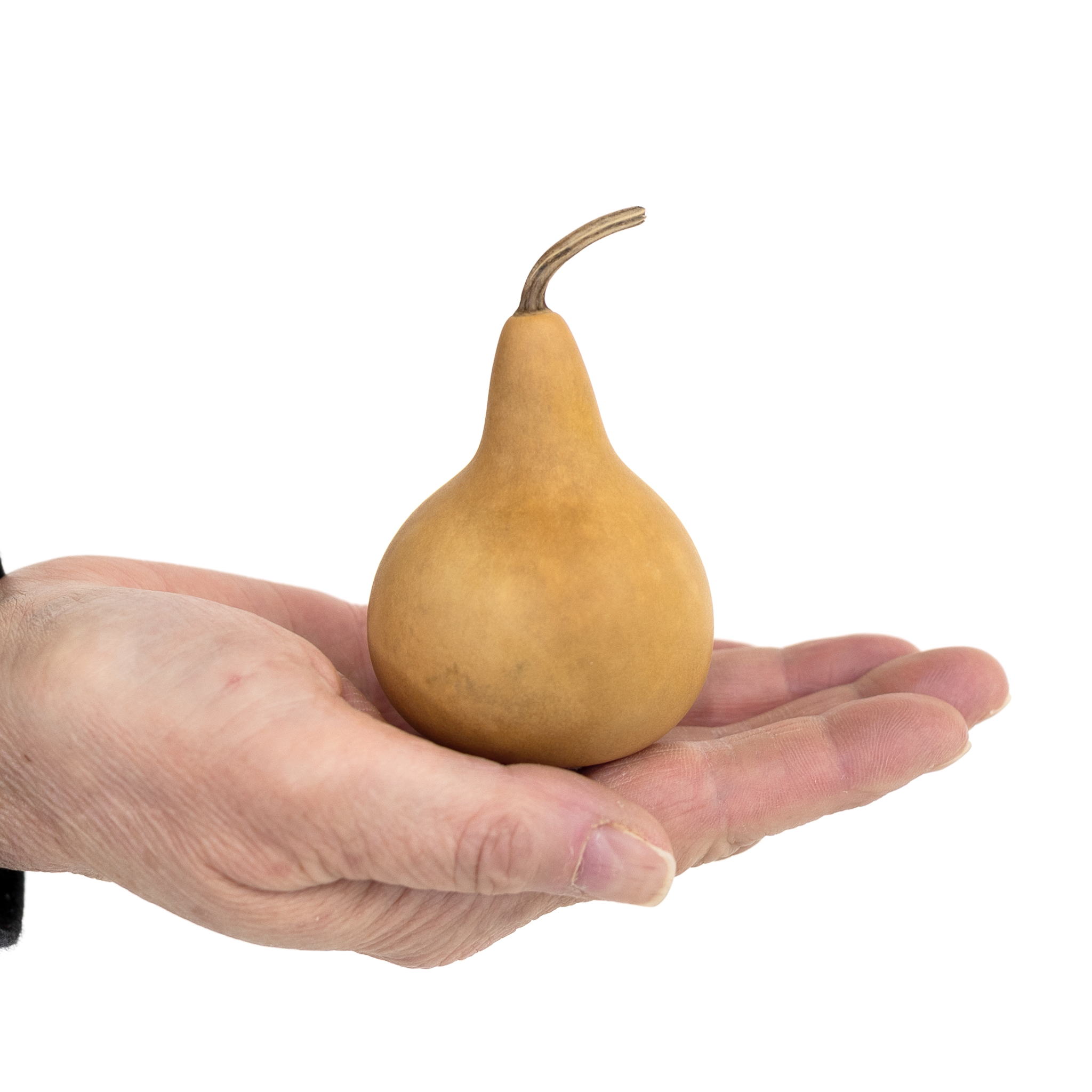 Dried Martin Gourd - 2" in Diameter