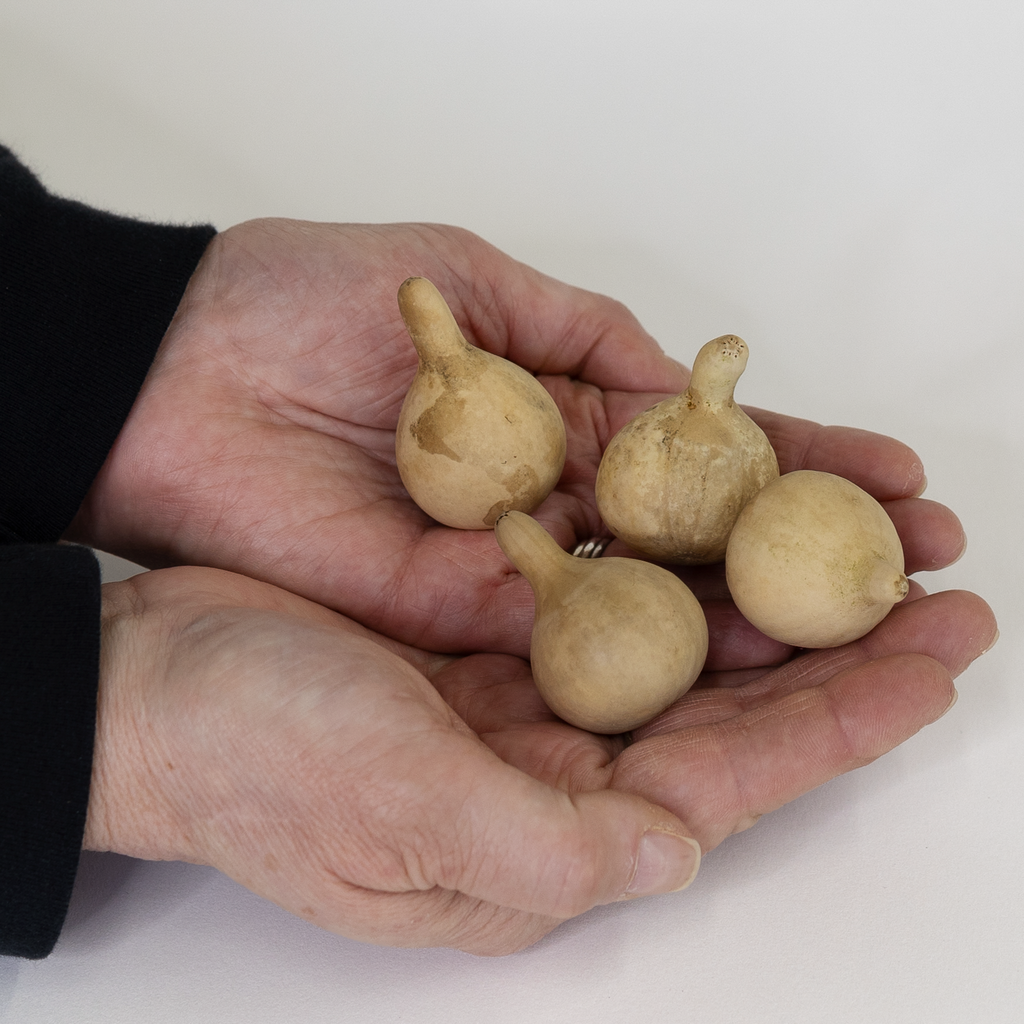 Dried Spinner Gourd - Small