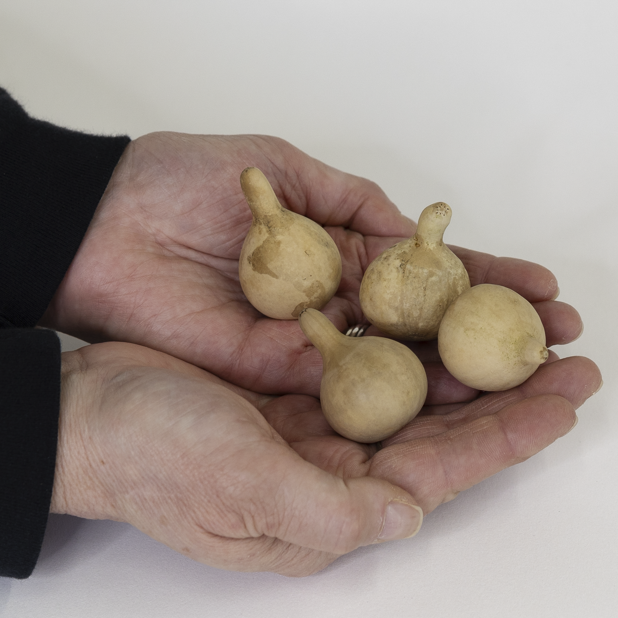 Dried Spinner Gourd - Small