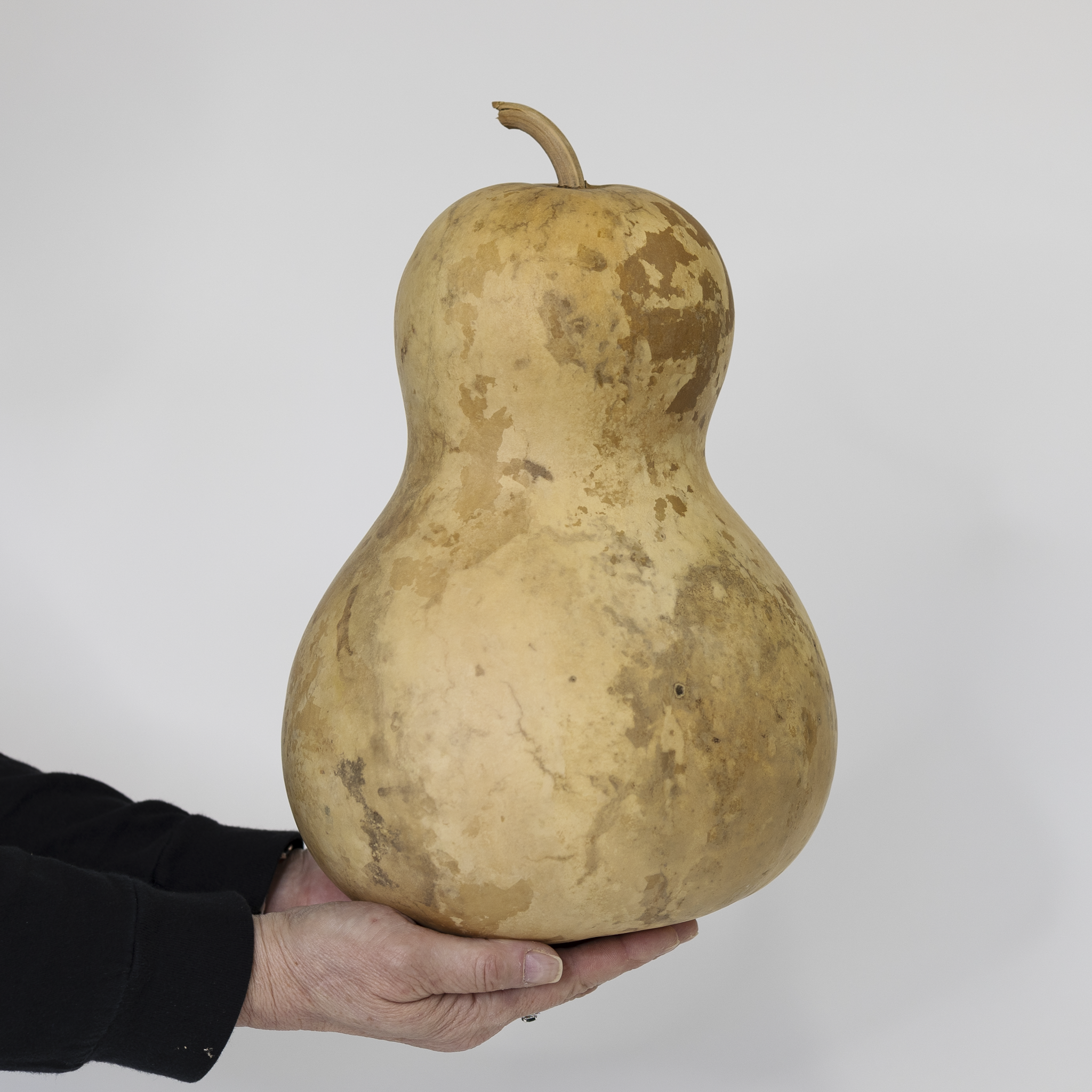 Dried Bottle Gourd - 8" in Diameter