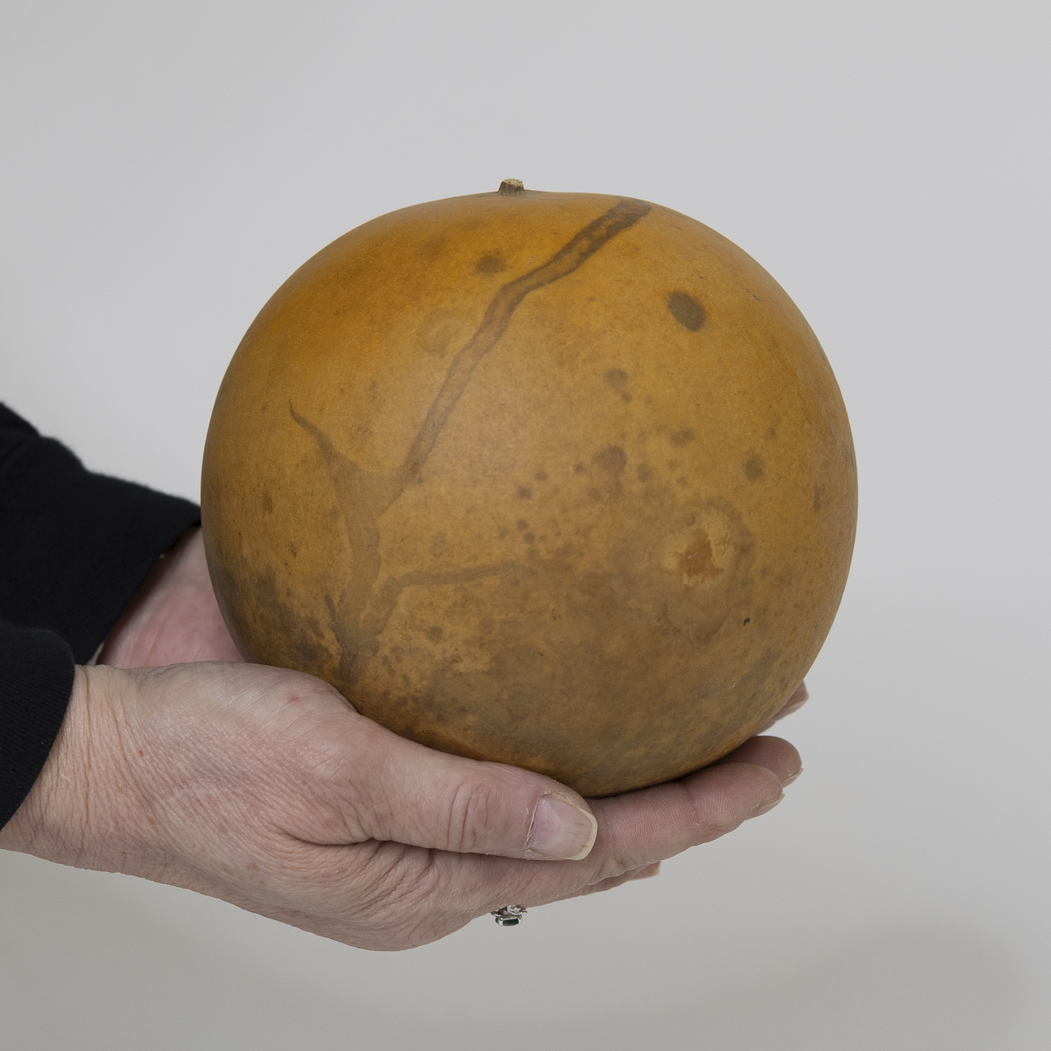 Dried Cannonball Gourd - 5" Diameter