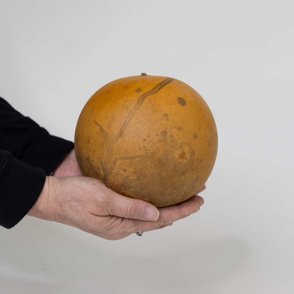 Dried Cannonball Gourd - 5" Diameter