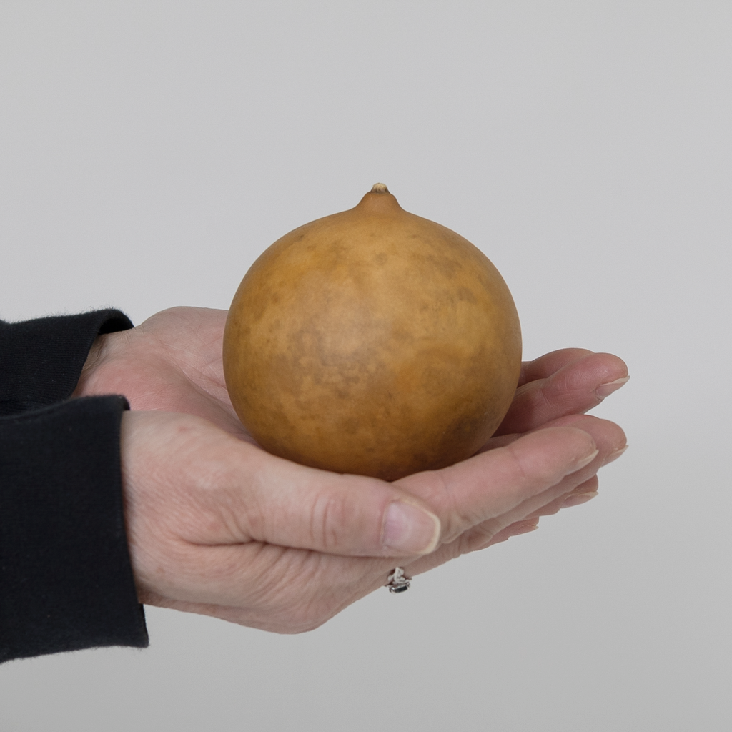 Dried Cannonball Gourd - 3" Diameter