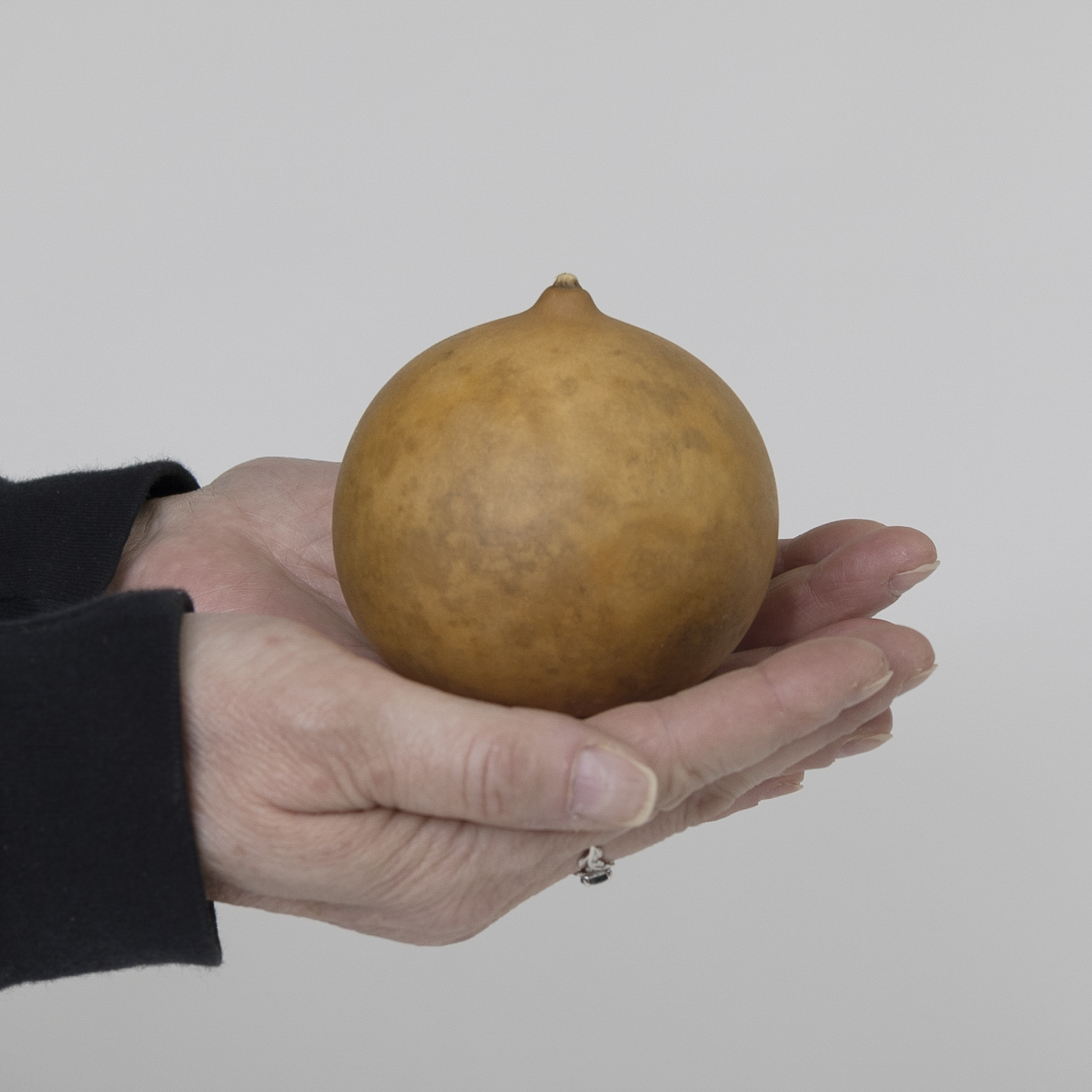 Dried Cannonball Gourd - 3" Diameter