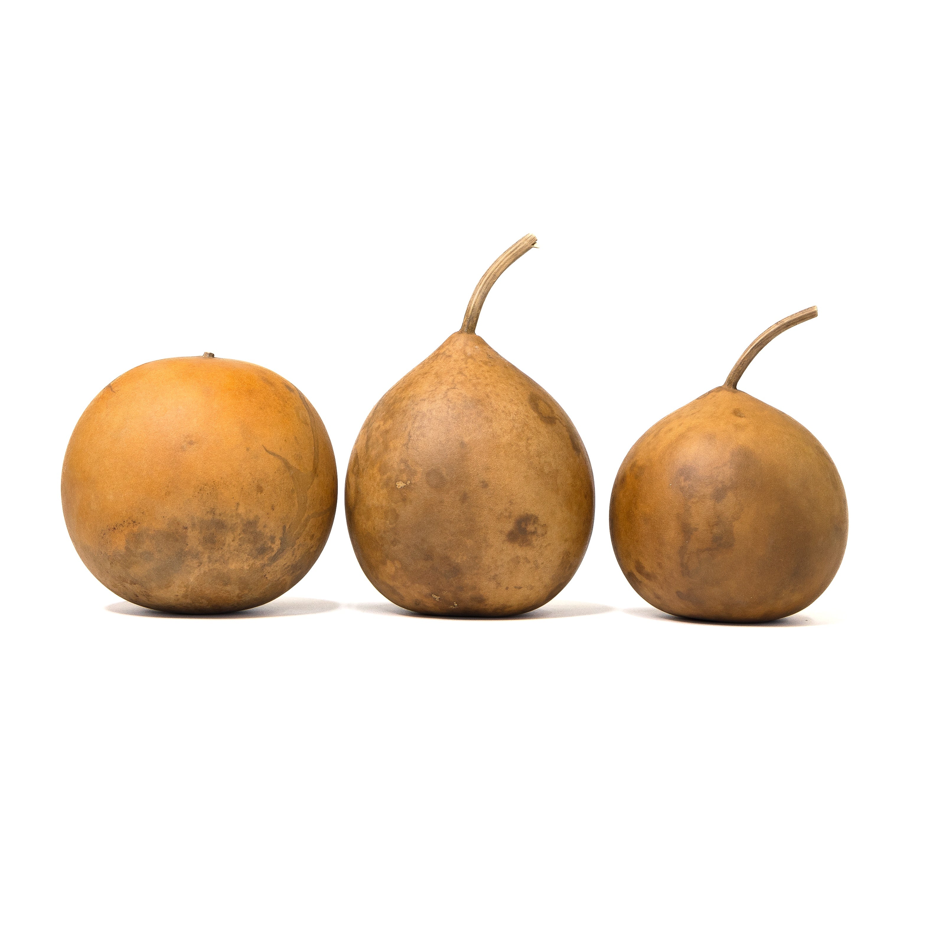 Dried Cannonball Gourd - 5" Diameter
