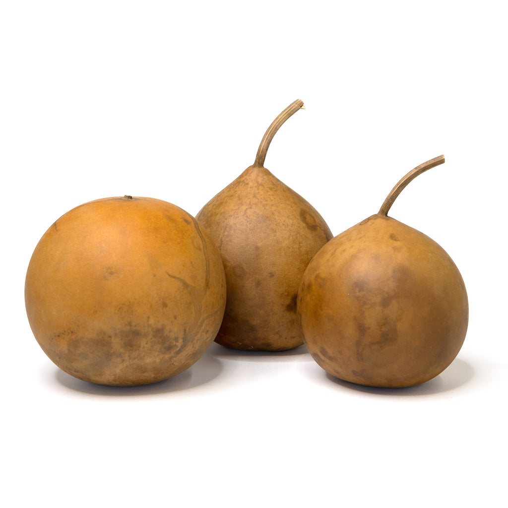 Dried Cannonball Gourd - 5" Diameter