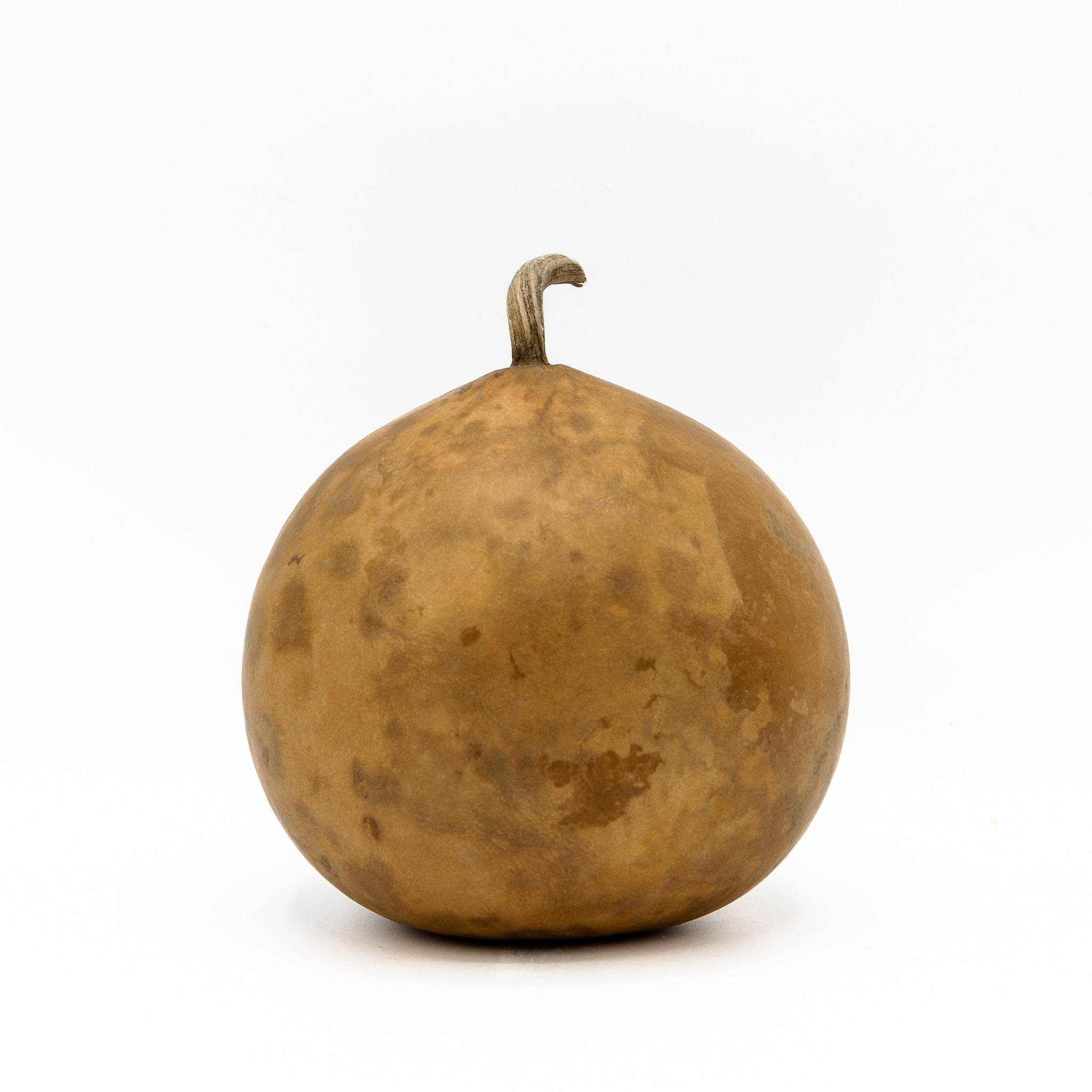 Dried Cannonball Gourd - 4" Diameter