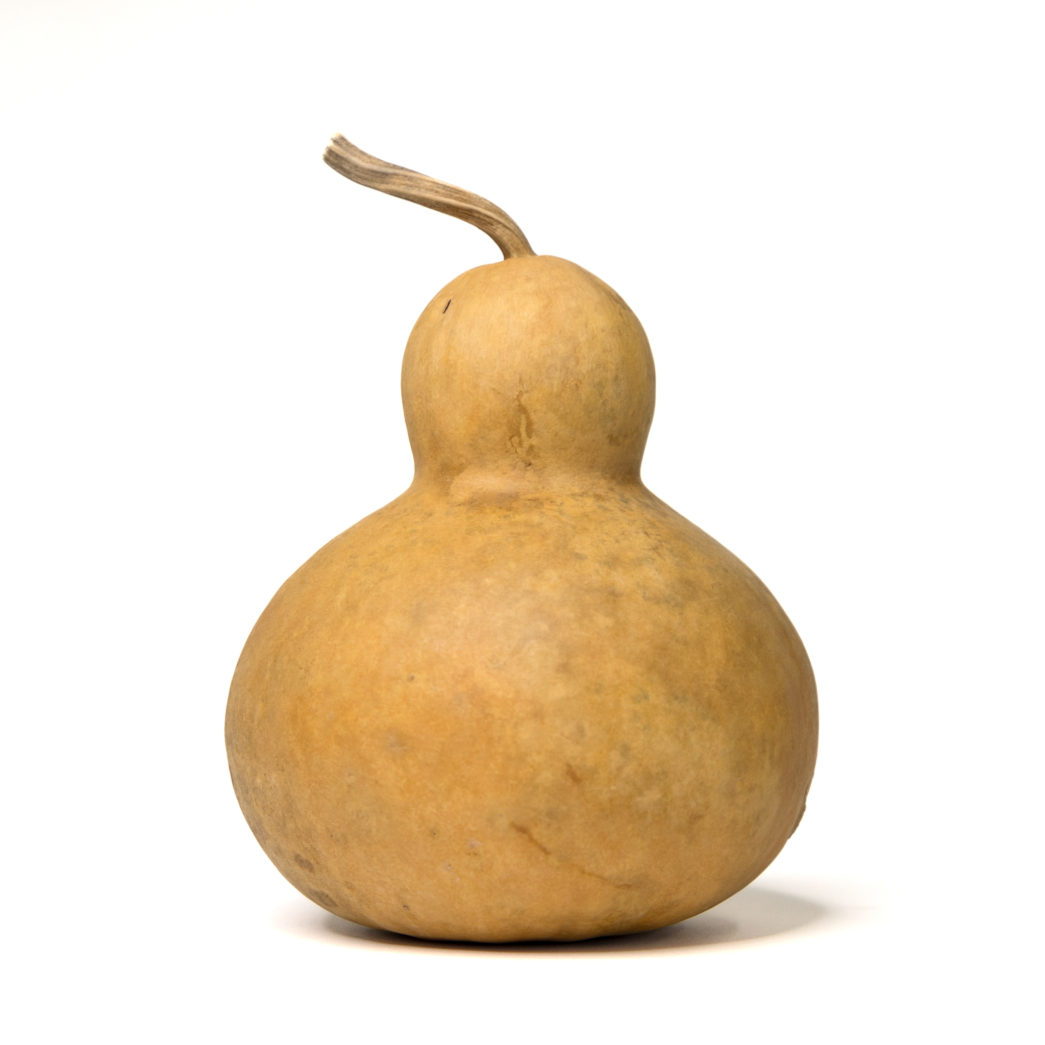 Dried Bottle Gourd - 6" in Diameter