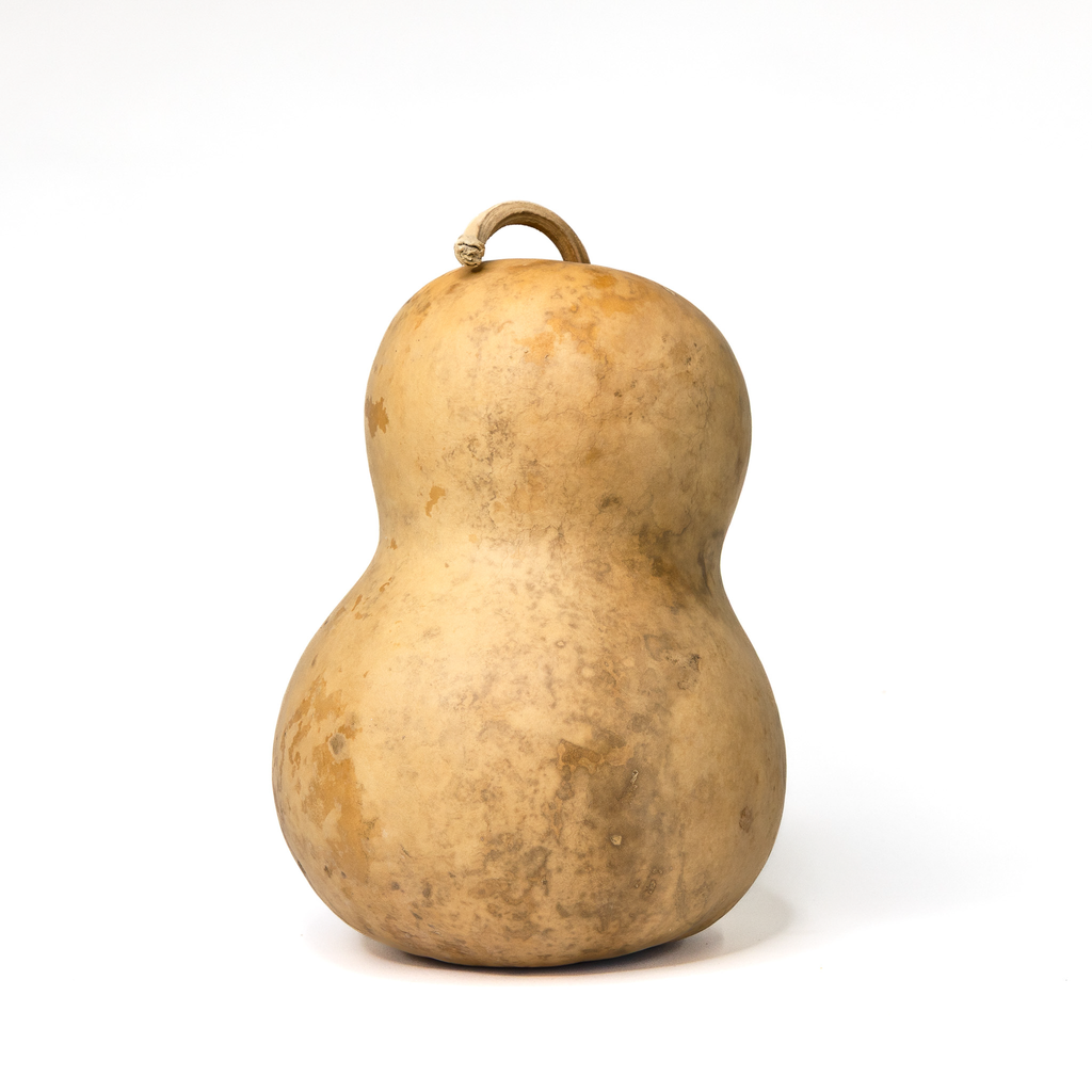 Dried Bottle Gourd - 7" in Diameter