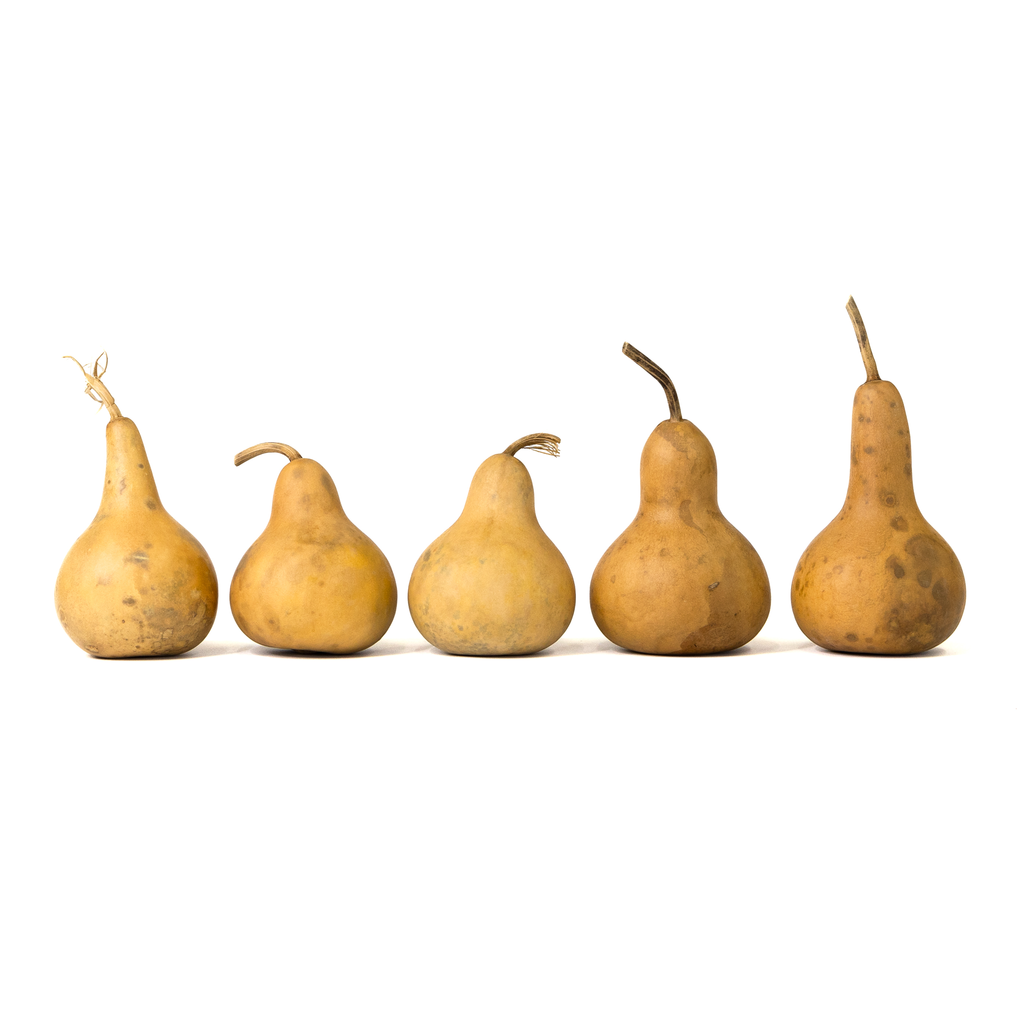Dried Martin Gourd - 3" in Diameter