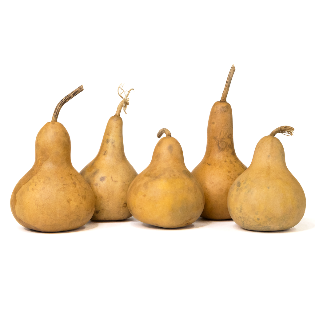 Dried Martin Gourd - 3" in Diameter