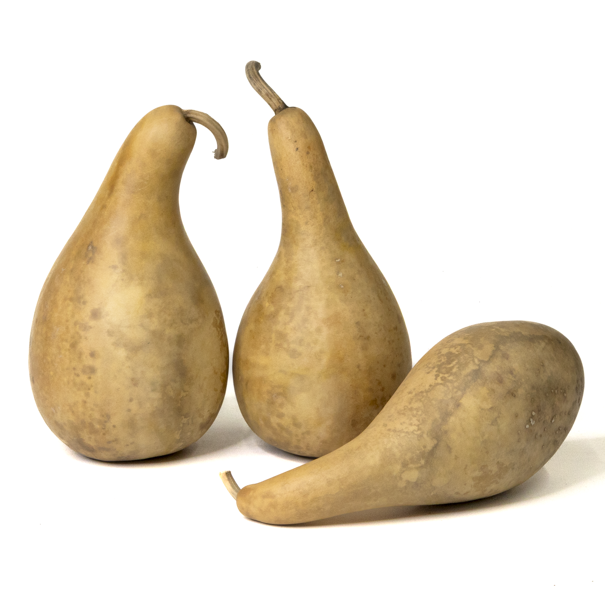 Dried 8-10" Penguin Gourd