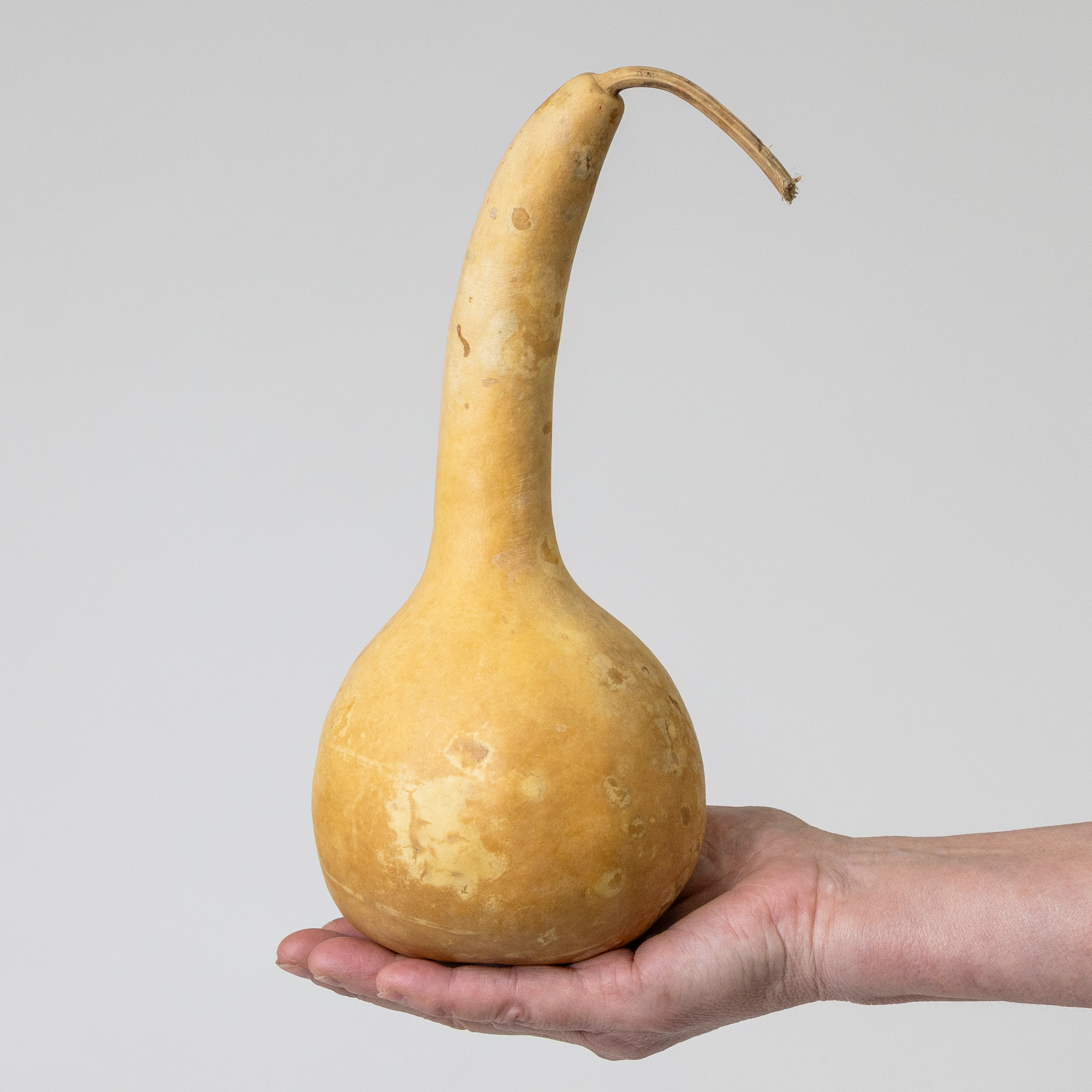 Dried Dipper Gourd - 3.5" in Diameter